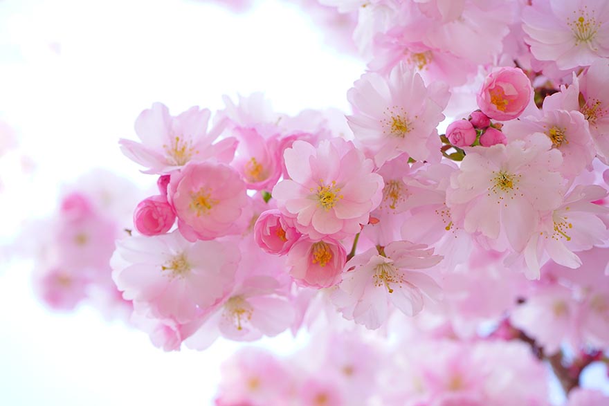 japanese-cherry-trees-本樱花树 鲜花 春 壁纸 日本樱花 观赏樱花 樱花 鼎盛时期 树 粉红色 多彩 颜