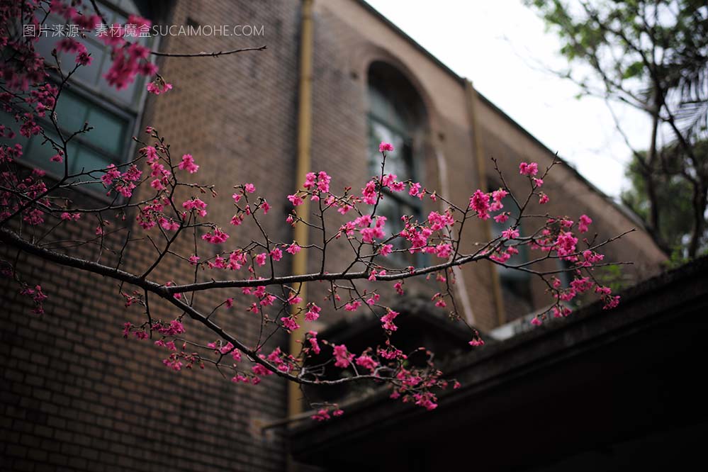 教堂建筑旁边的梅花-桃花