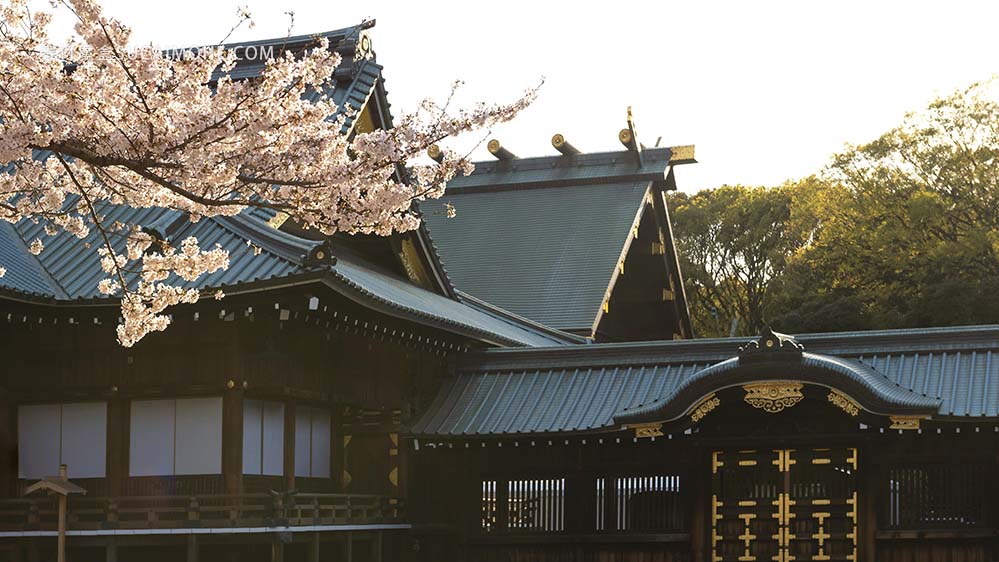白天在东京漂亮的桃树开花pretty-peach-tree-blossom-tokyo-daylight