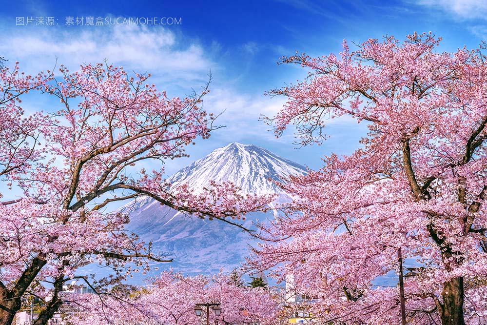 富士山和樱花在春天，日本fuji-mountain-cherry-blossoms-spring-japan
