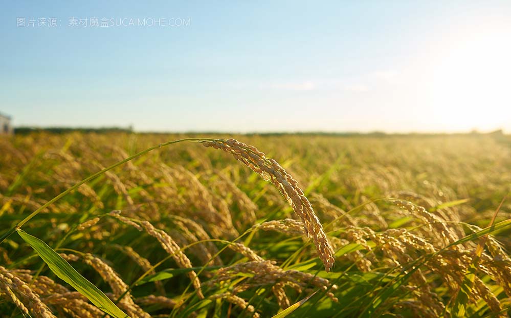 大型绿色稻田，绿色稻草成排在日落时照片large-green-rice-field-with-green-rice-plants-rows-sunset