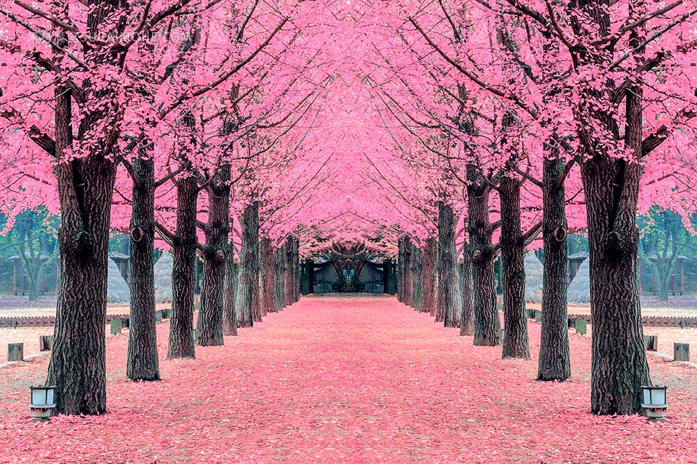 粉红色的樱花桃花树，韩国南怡岛照片pink-tree-nami-island-korea