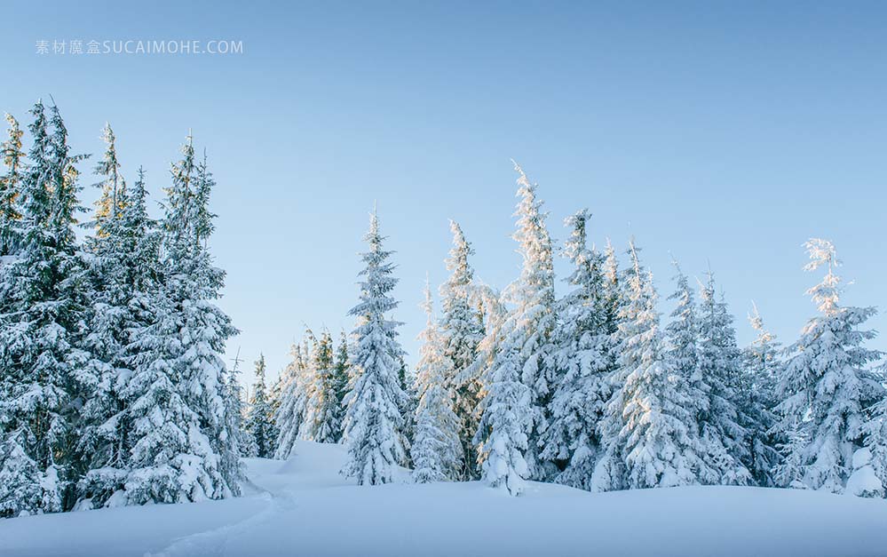 冬季景观雄伟的山脉，在冬天。神奇的冬天大雪覆盖的树