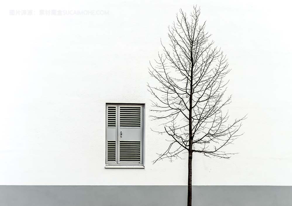 单株裸树前白灰色带窗墙single-bare-tree-front-white-gray-wall-with-window