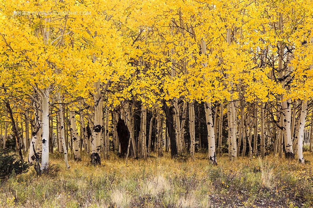 美国科罗拉多州圣胡安县的秋天白杨