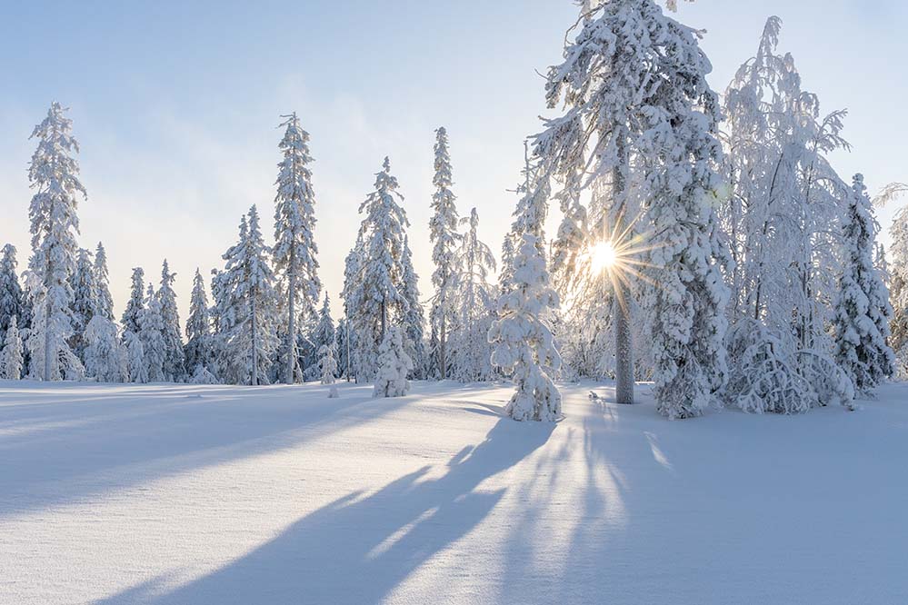 winter-冬天 雪 白 冷 自然 景观 霜 树 冻结 日出 寒冬 雪花 云 户外 森林