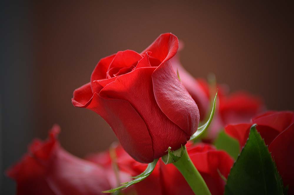 flower-花 玫瑰 红色 爱 植物区系 自然 花瓣 美丽 花的 颜色 叶 花园 开花 浪漫  高清摄影大图