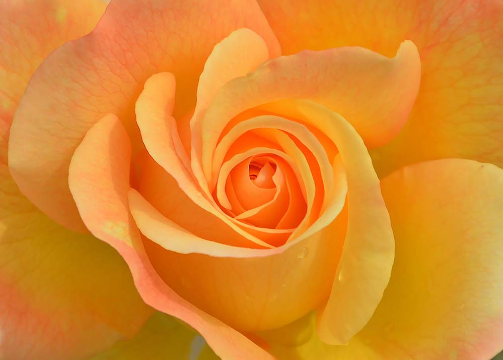flower-花 植物 玫瑰 自然 花园 橙色 特写 美丽 粉红色 花瓣 玫瑰壁纸  高清摄影大图