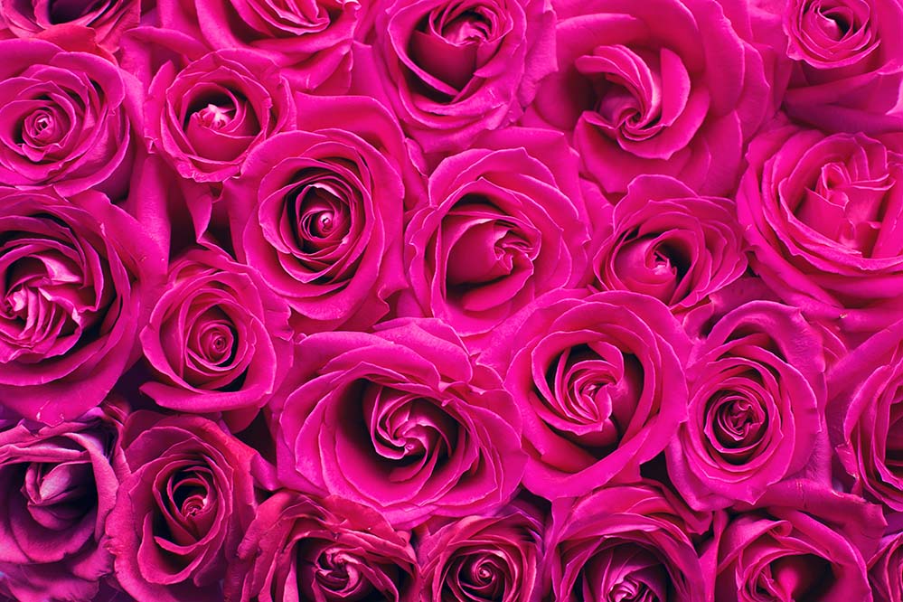 pink-roses-粉色玫瑰 玫瑰 背景 粉红色 浪漫 情人节 爱 花的 花 春 婚礼 纹理 模式  高清摄影大图