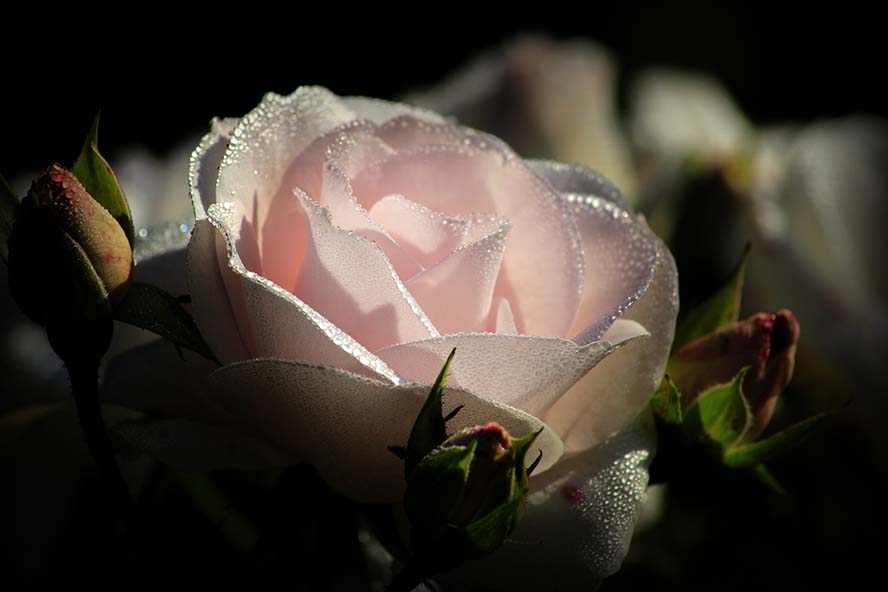 pink-粉红色 开花 玫瑰 露水 粉红色的玫瑰 关闭 英格兰玫瑰 性质 香的玫瑰 香味 美 爱情  高清