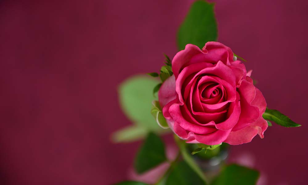 rose-玫瑰 粉红色 爱 玫瑰绽放 花 浪漫 开花 盛开 美丽 玫瑰壁纸  高清摄影大图