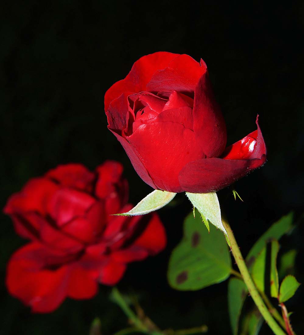 rose-玫瑰 红色 开花 玫瑰绽放 美 花园 浪漫 爱情  高清摄影大图