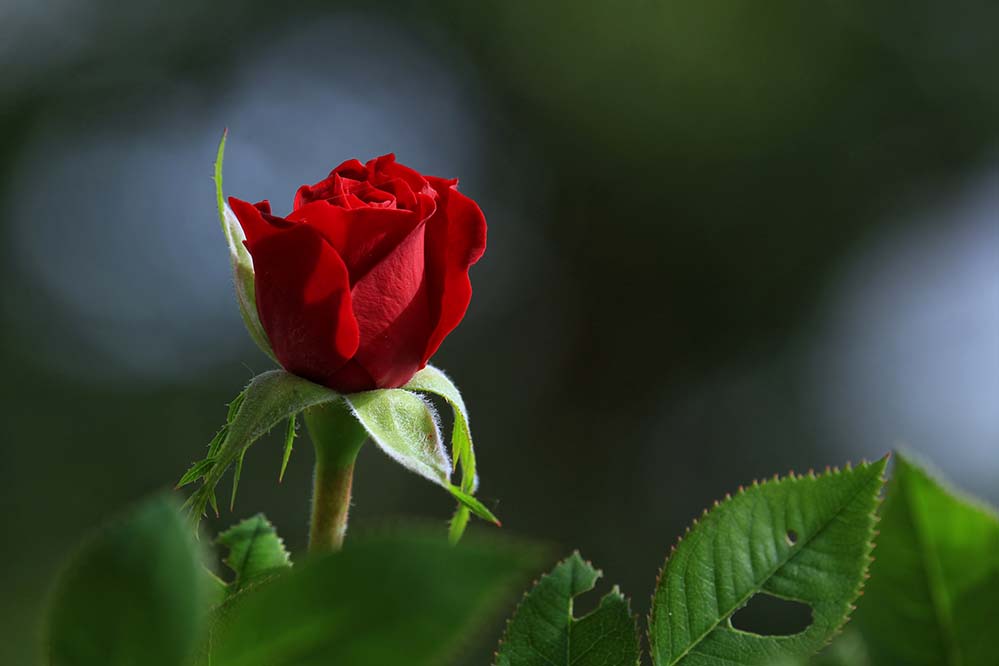 rose-玫瑰 花 开花 植物 花的 多彩 植物区系 爱 浪漫 玫瑰壁纸  高清摄影大图