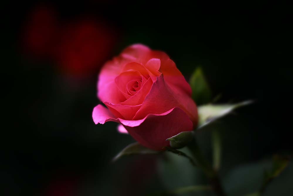 rose-玫瑰 花 自然 花的 浪漫 爱 红色 粉红色 花瓣 玫瑰壁纸  高清摄影大图