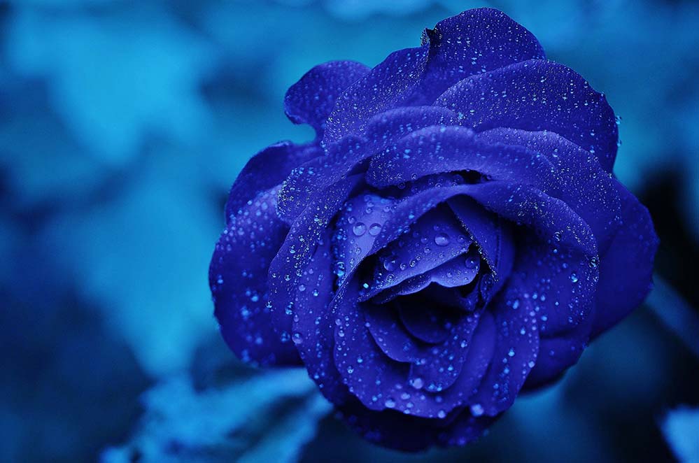 rose-玫瑰 蓝色 花 盛开 浪漫 花的 新鲜 叶子 Rosids 蔷薇科 Rosoideae  高清摄影大图