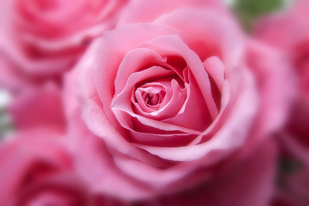 roses-玫瑰 粉红色 植物区系 植物 招标 模糊 迷离 锋利 聚焦 爱 自然 鲜花 玫瑰壁纸  高清摄影大