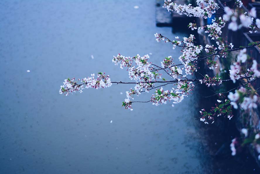 spring-春天 雨天 鲜花 樱花 高清摄影大图