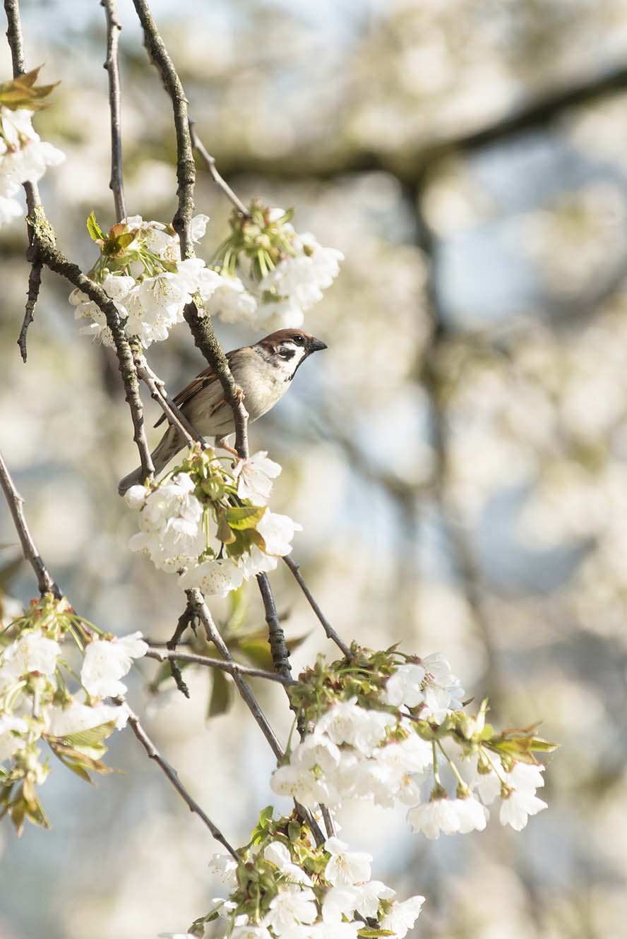 sperling-斯珀林 鸟 鸟在树 樱花 高清摄影大图