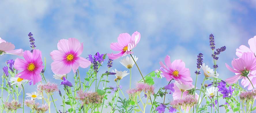 wild-flowers-野生花卉 鲜花 植物 宏 性质 粉红色 春天 夏季 花园 熏衣草 Cosmea 雏菊 高清摄影大图