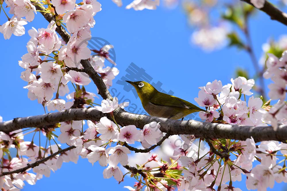 animal-动物 植物 鲜花 樱花 鸟 野生鸟类 眼睛 日本绿绣眼 赏樱花 日本 旅行 自然 高清摄影大图