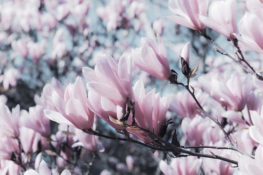 tulip-magnolia-郁金香 玉兰 树 春天 科 开花 芽 花 鲜花 厂 Magnoliengewaechs