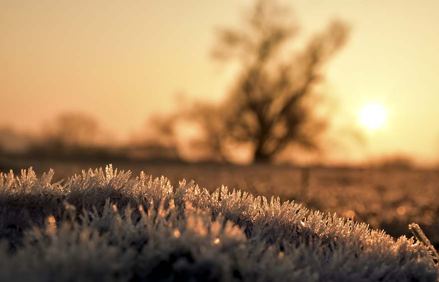hoarfrost-霜 成熟 冰 弗罗斯特 Eiskristalle 冷 冬天 寒冬 冬季主题 日出 照明