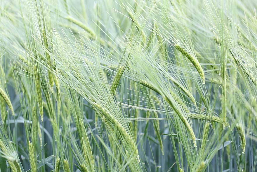 field-字段 小麦 食品 麦田 穗 农民 农村 景观 粮食 农场 收获 夏季 谷物 农业