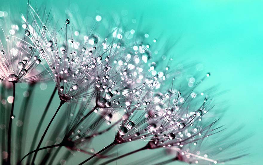 dandelion-公英 种子 花 自然 植物 夏天 春 开花 增长 干 蓝色 美 杂草 美丽 详细
