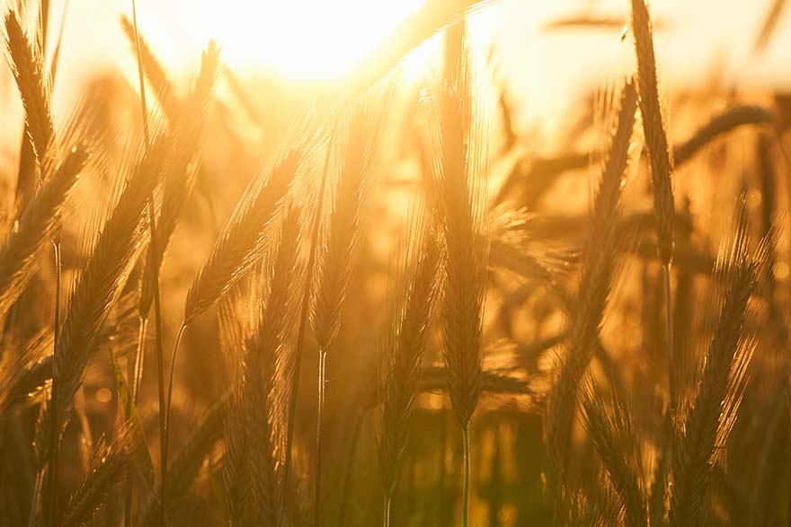cereals-谷物 关闭 宏 粮食 字段 农业 吃 食品 小麦 收获 耕地 天空 心情 穗