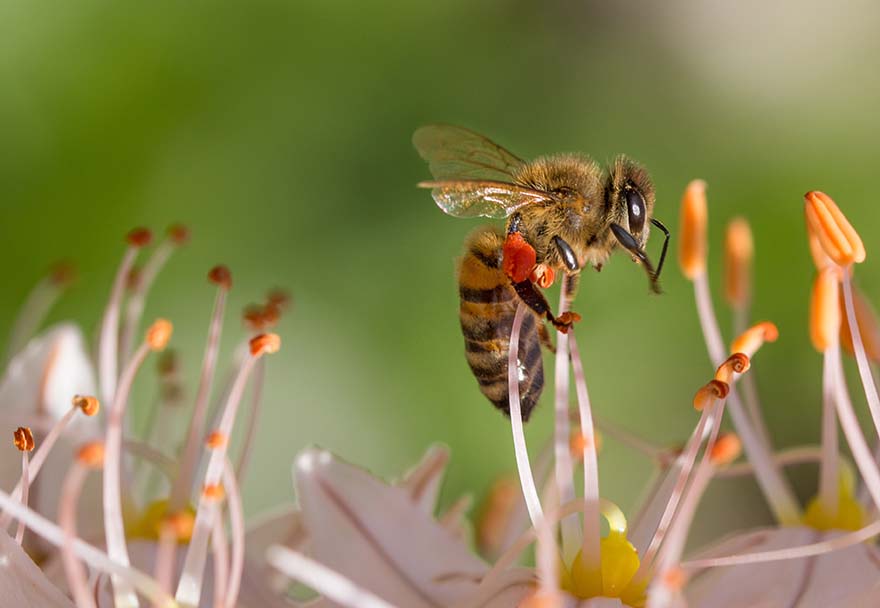 bee-蜜蜂 春天 花 宏 性质 花园 昆虫 花蜜 开花 花粉