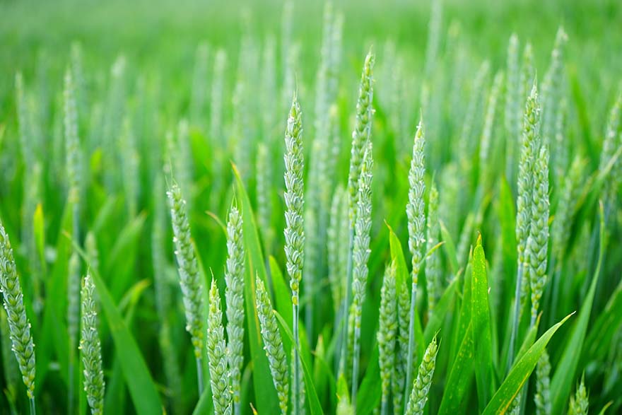 wheat-小麦 小麦的穗 麦田 穗 谷物 夏季 农业 粮食 绿色 经济增长 耳 字段 农业经济