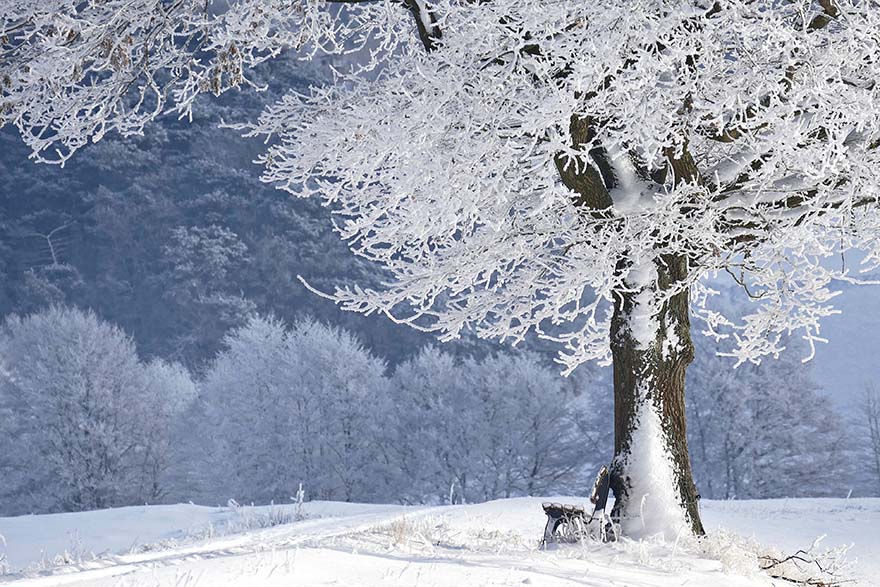 winter-冬天 树 银行 性质 雪 寒冬 森林 雪景 冬季魔术 弗罗斯特 冻结 冬天的梦想