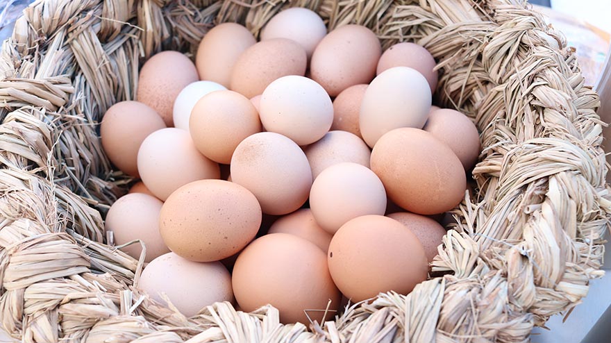 egg-鸡蛋 篮子里的鸡蛋食品鸡窝篮子