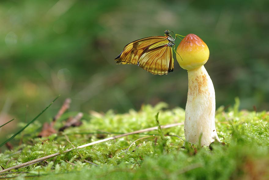 butterfly-蝴蝶 蘑菇 苔 森林 幻想 气氛 梦幻 性质 树菌 散景 背景 美 光 昆虫 动物