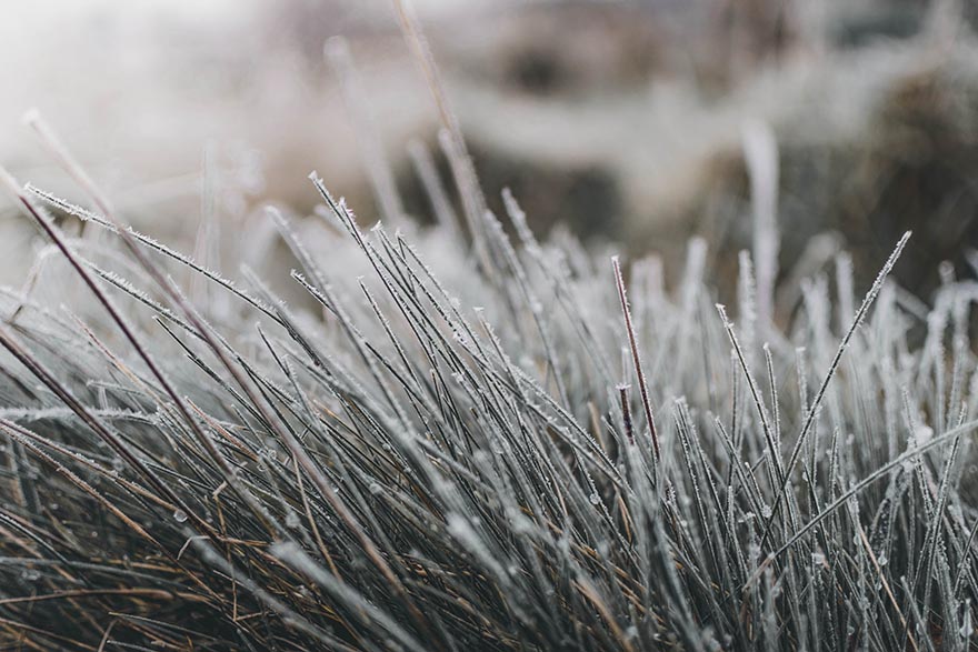 grass-草 弗罗斯特 冬天 冻结 上午 冬季的心情 霜 冷 性质 早上 宏 关闭